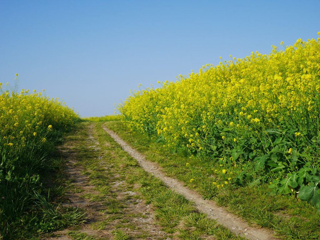 菜の花ロード 就労移行支援事業所ディーキャリア