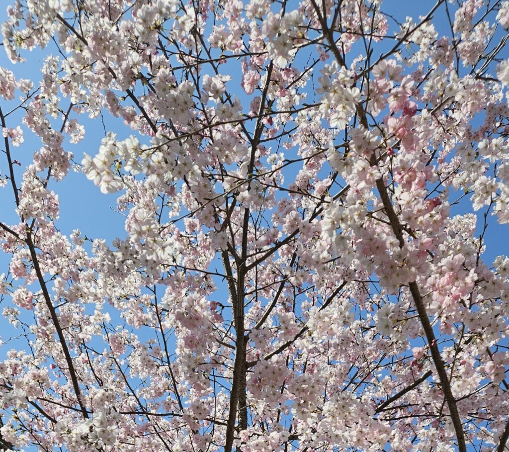 麓の桜の画像。
この時はまだ余裕がありました。